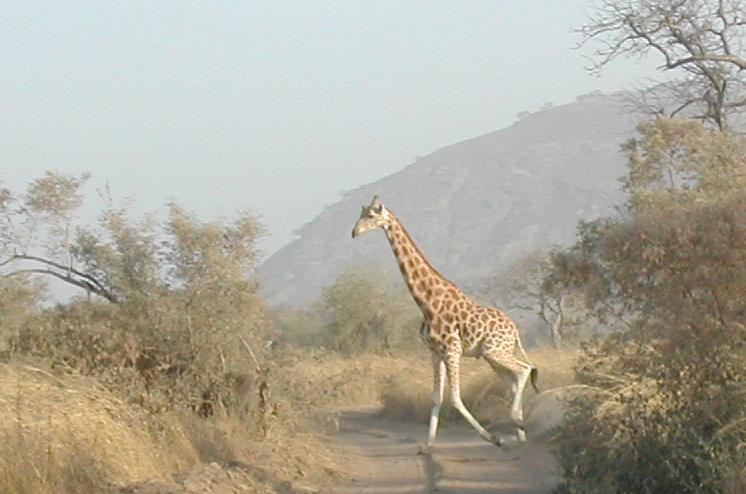 Giraffe im Waza-Nationalpark