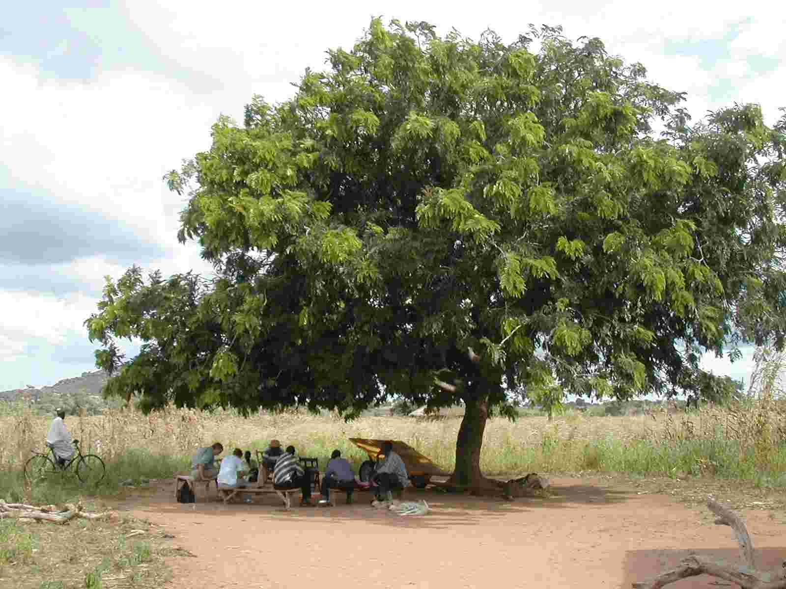 Unter dem Palaverbaum
